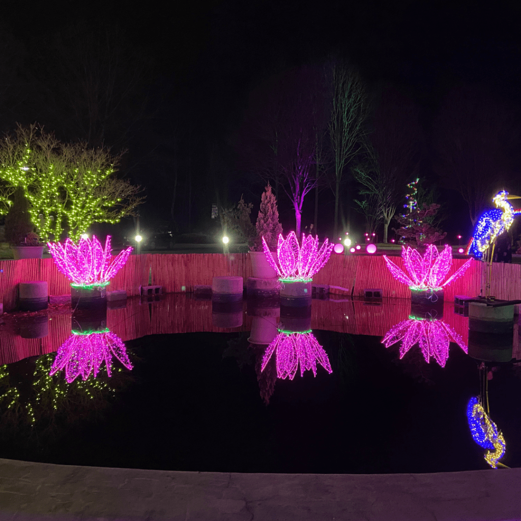 My Week in Pictures Dec 14 – Dec&nbsp;20