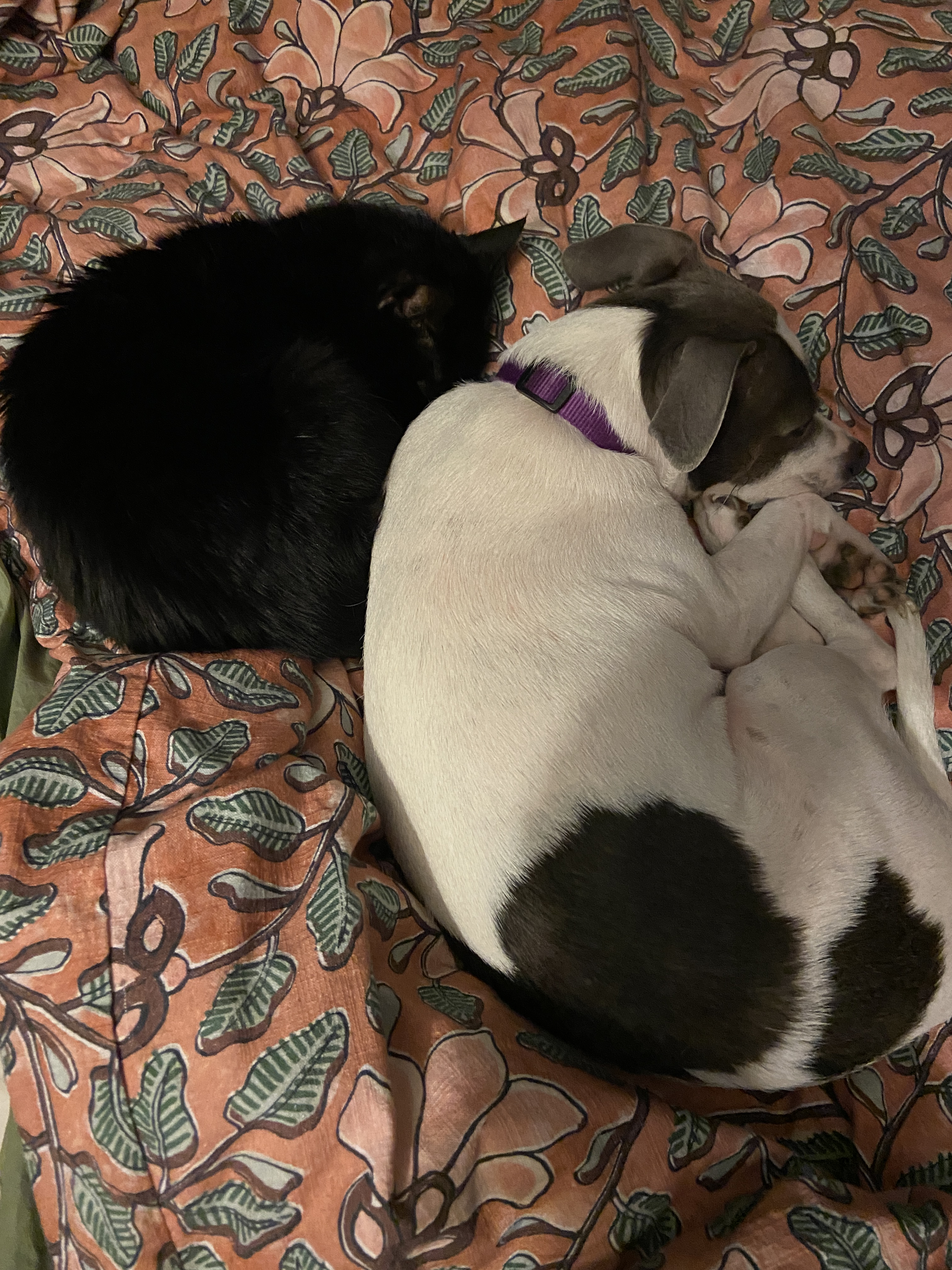 My Week in Pics: December 21st – 28th